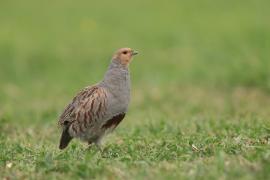 Kuropatwa - Perdix perdix - Grey Partridge