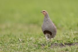 Kuropatwa - Perdix perdix - Grey Partridge