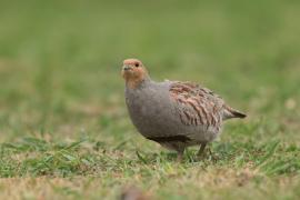 Kuropatwa - Perdix perdix - Grey Partridge