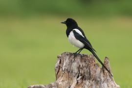 Sroka - Pica pica - Eurasian Magpie