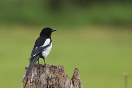 Sroka - Pica pica - Eurasian Magpie