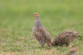 Kuropatwa - Perdix perdix - Grey Partridge