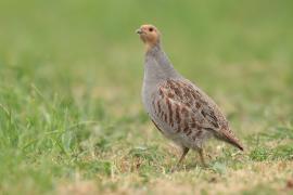 Kuropatwa - Perdix perdix - Grey Partridge