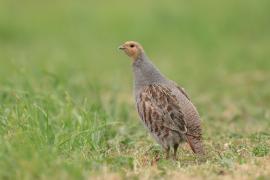 Kuropatwa - Perdix perdix - Grey Partridge