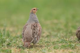 Kuropatwa - Perdix perdix - Grey Partridge