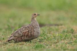 Kuropatwa - Perdix perdix - Grey Partridge