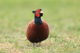 Bażant - Phasianus colchicus - Common Pheasant