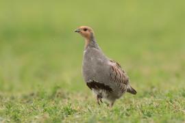 Kuropatwa - Perdix perdix - Grey Partridge