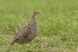 Kuropatwa - Perdix perdix - Grey Partridge
