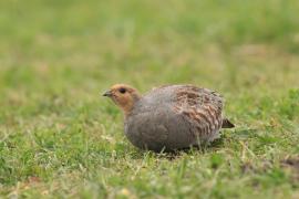 Kuropatwa - Perdix perdix - Grey Partridge