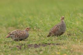 Kuropatwa - Perdix perdix - Grey Partridge