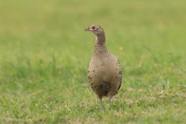 Bażant - Phasianus colchicus - Common Pheasant