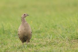 Bażant - Phasianus colchicus - Common Pheasant