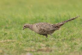 Bażant - Phasianus colchicus - Common Pheasant