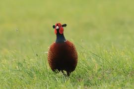 Bażant - Phasianus colchicus - Common Pheasant