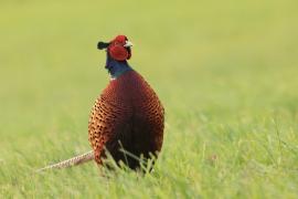 Bażant - Phasianus colchicus - Common Pheasant