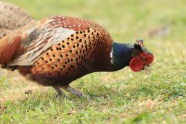 Bażant - Phasianus colchicus - Common Pheasant