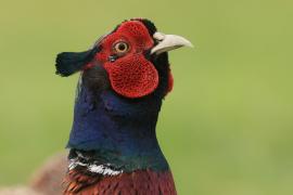 Bażant - Phasianus colchicus - Common Pheasant