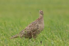 Bażant - Phasianus colchicus - Common Pheasant