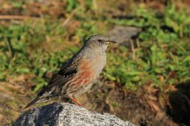 Płochacz halny - Prunella collaris - Alpine Accentor