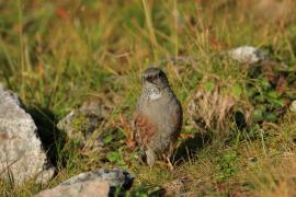 Płochacz halny - Prunella collaris - Alpine Accentor