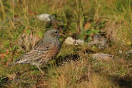 Płochacz halny - Prunella collaris - Alpine Accentor