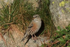 Płochacz halny - Prunella collaris - Alpine Accentor