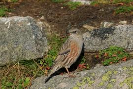 Płochacz halny - Prunella collaris - Alpine Accentor
