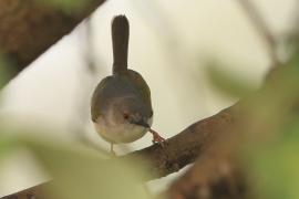 Beczak szarogrzbiety - Camaroptera brevicaudata - Grey-backed Camaroptera