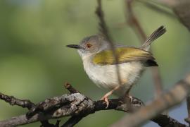 Beczak szarogrzbiety - Camaroptera brevicaudata - Grey-backed Camaroptera