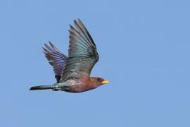 Kraskówka afrykańska - Eurystomus glaucurus - Broad-billed Roller