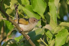 Beczak szarogrzbiety - Camaroptera brevicaudata - Grey-backed Camaroptera