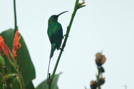 Nektarnik malachitowy - Nectarinia famosa - Malachite Sunbird