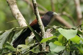 Kukal jasnodzioby - Centropus chlororhynchos - Green-billed Coucal