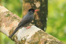 Szczeciak równosterny - Hypsipetes ganeesa - Square-tailed Bulbul