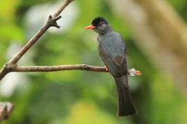 Szczeciak równosterny - Hypsipetes ganeesa - Square-tailed Bulbul