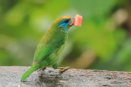 Pstrogłów żółtoczelny - Psilopogon flavifrons - Yellow-fronted Barbet
