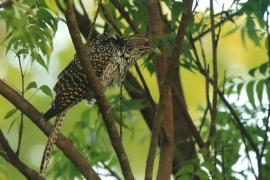 Kukiel wielki - Eudynamys scolopaceus  - Asian Koel