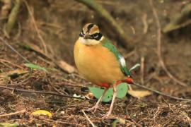 Kurtaczek bengalski - Pitta brachyura - Indian Pitta