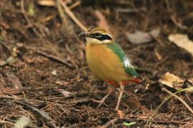 Kurtaczek bengalski - Pitta brachyura - Indian Pitta