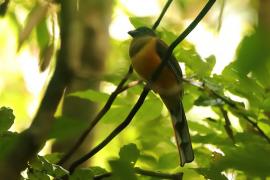 Sędzioł malabarski - Harpactes fasciatus - Malabar Trogon