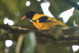 Wilga złotogrzbieta - Oriolus xanthornus - Black-hooded Oriole