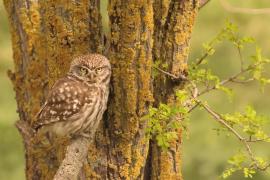 Pójdźka - Athene noctua - Little Owl