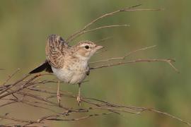 Skowroniec białobrzuchy - Calendulauda africanoides - Fawn-colored Lark
