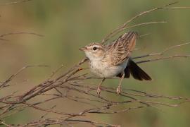 Skowroniec białobrzuchy - Calendulauda africanoides - Fawn-colored Lark