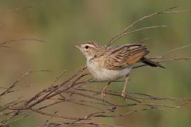 Skowroniec białobrzuchy - Calendulauda africanoides - Fawn-colored Lark
