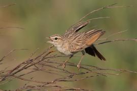 Skowroniec białobrzuchy - Calendulauda africanoides - Fawn-colored Lark