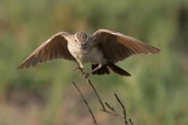 Skowroniec białobrzuchy - Calendulauda africanoides - Fawn-colored Lark