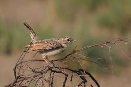 Skowroniec białobrzuchy - Calendulauda africanoides - Fawn-colored Lark