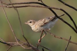 Skowroniec białobrzuchy - Calendulauda africanoides - Fawn-colored Lark
